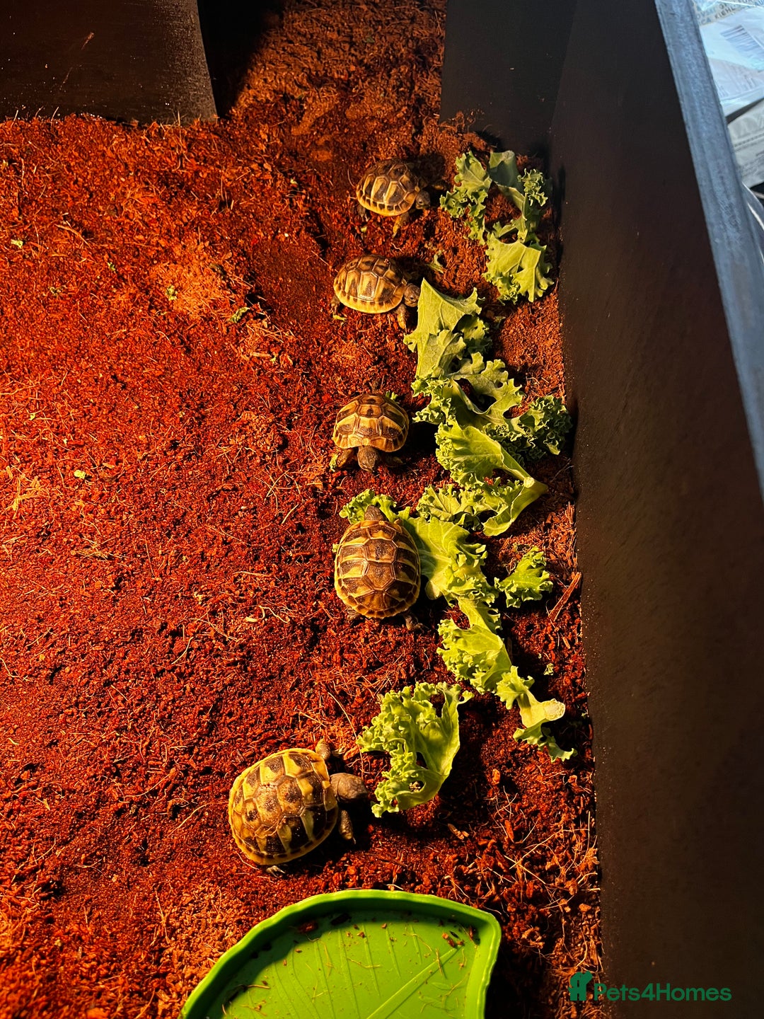 Tortoise reptiles for sale: Baby Herman Tortoise for sale - Advert 5