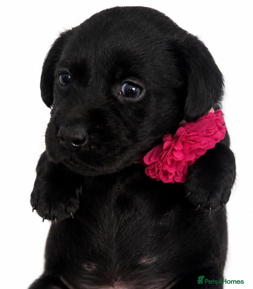 Labrador Retriever dogs LABRADOR RETRIEVER PUPPIES – HEALTH TESTED - Advert 2