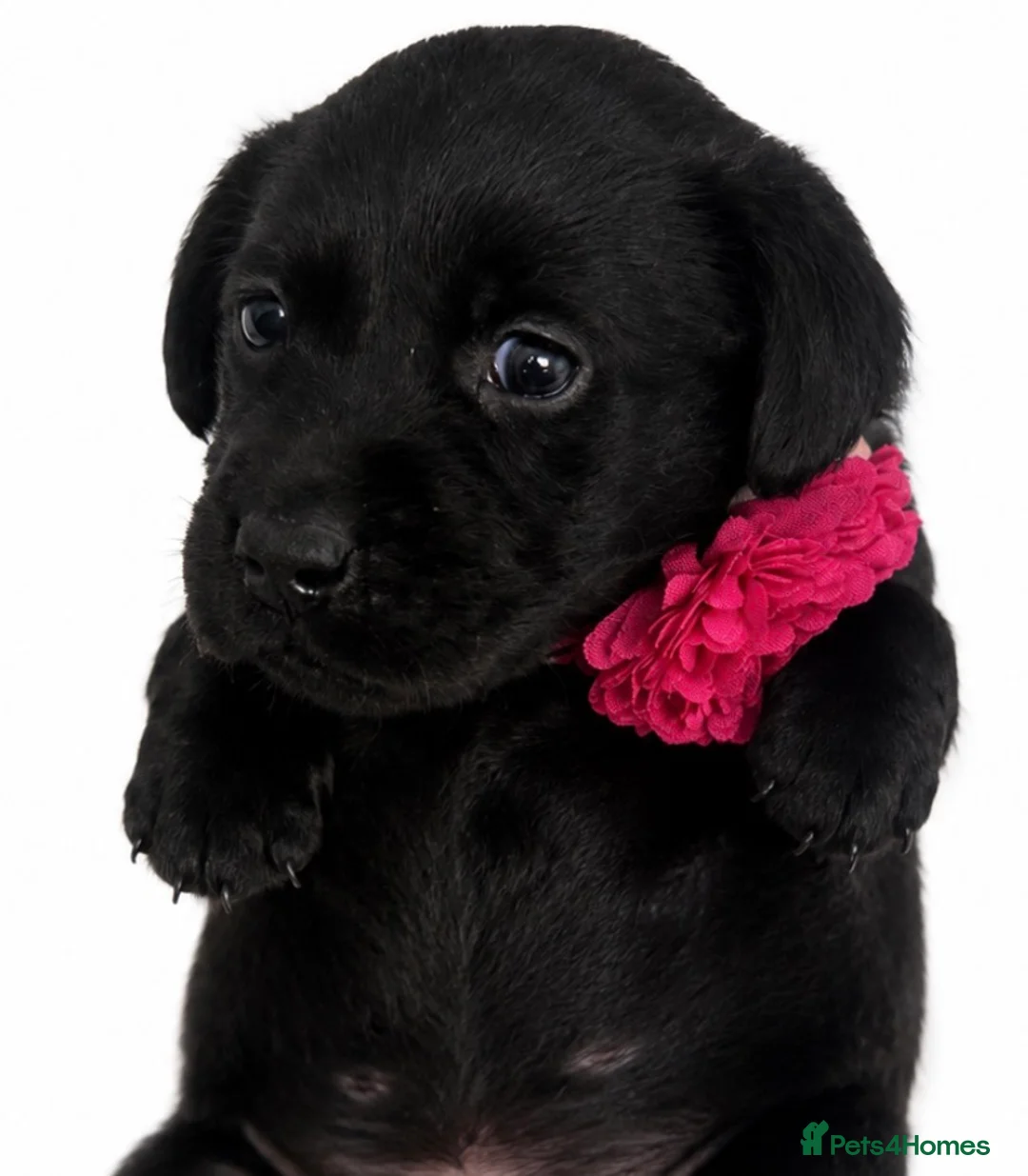 Labrador Retriever dogs for sale: LABRADOR RETRIEVER PUPPIES – HEALTH TESTED - Advert 2