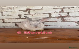 Mixed Breed rabbits for sale: Free rabbits  - Image 4