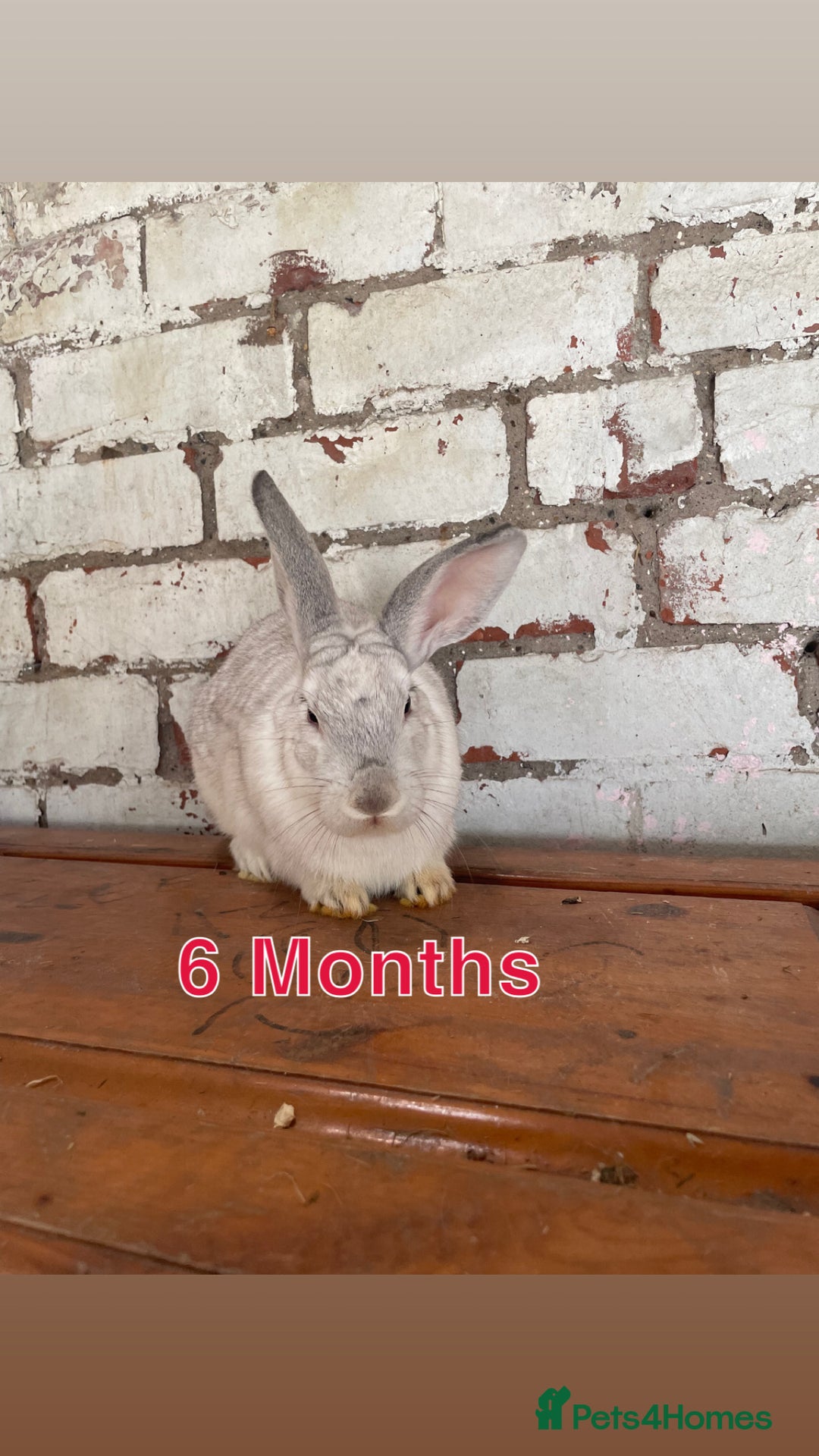 Mixed Breed rabbits for sale: Free rabbits  - Image 4