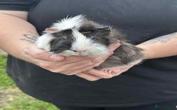 Guinea Pig rodents for sale: Male guinea pig  - Image 5