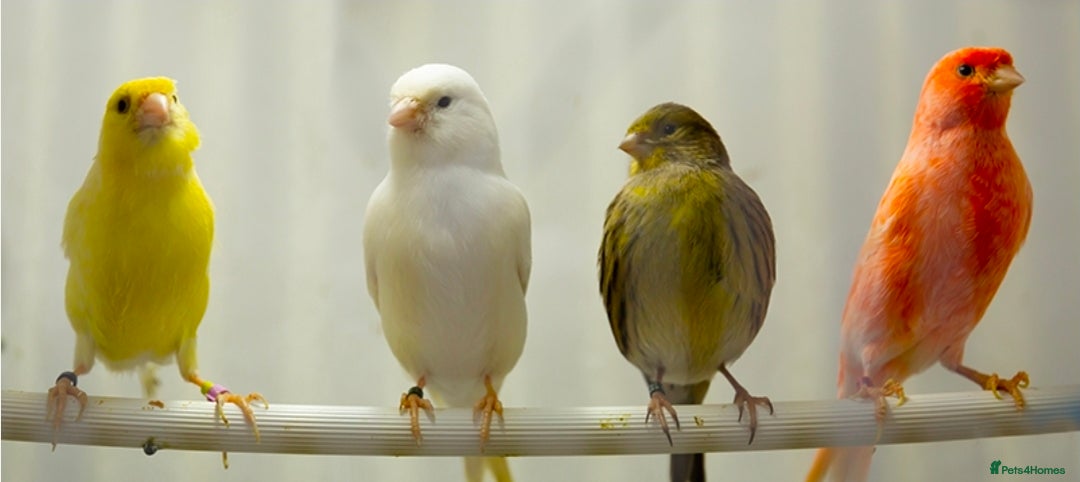 Chickens poultry for sale: Canaries,  canary  - Image 2