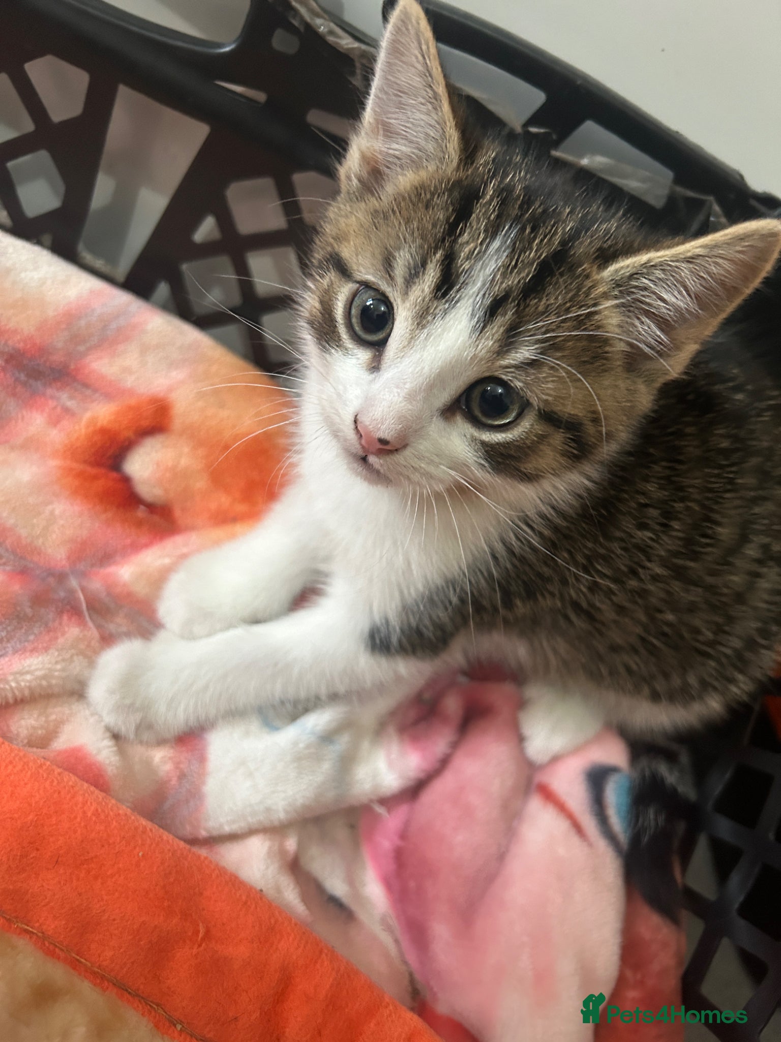 British Shorthair cats 4 adorable kittens looking for loving homes - Advert 4