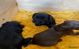 Cocker Spaniel dogs for sale: Beautiful Cocker Spaniel Puppies  - Image 3