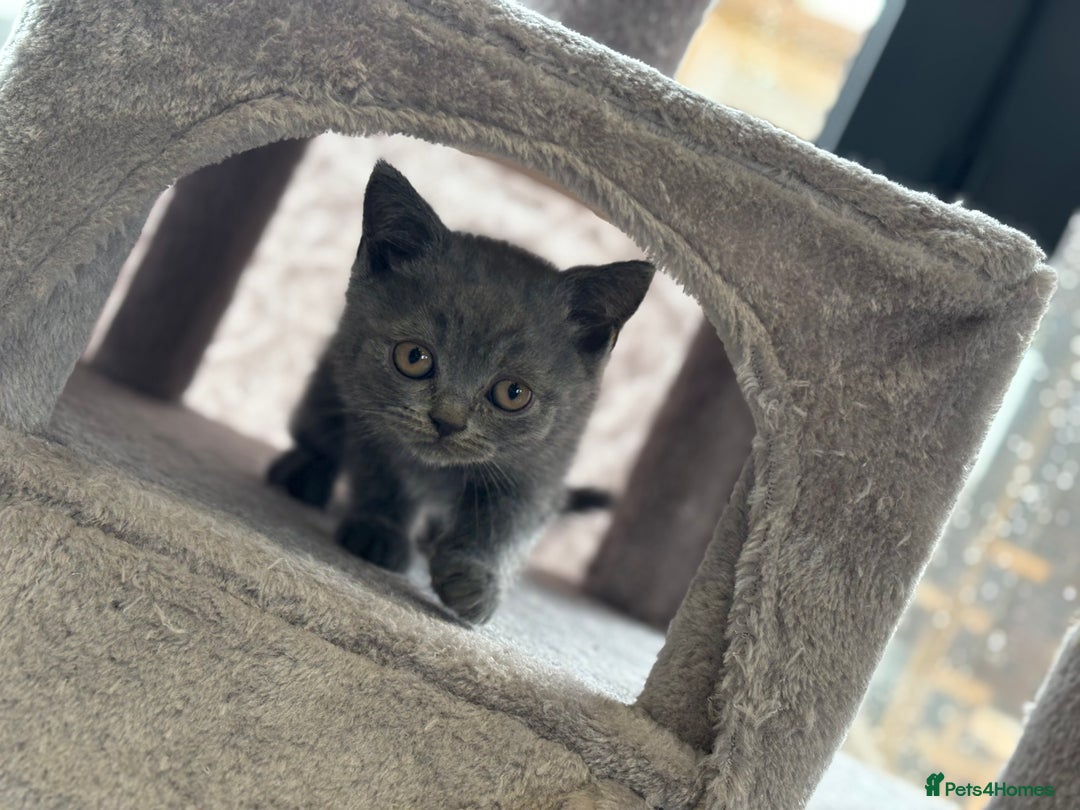British Shorthair cats for sale: GCCF Reg British Shorthair Kittens - Image 2