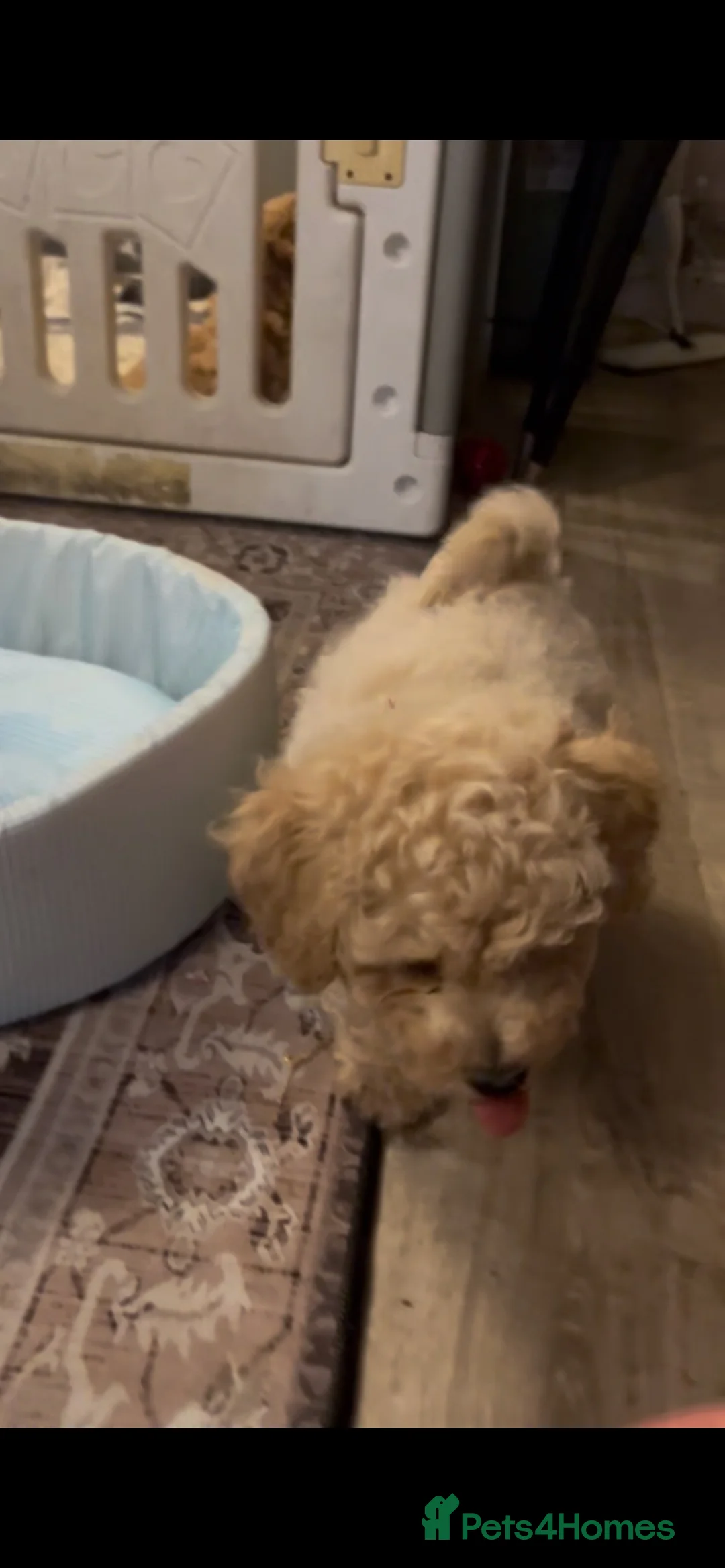 Poochon dogs for sale: Ready now,Beautiful poochon puppies - Advert 2