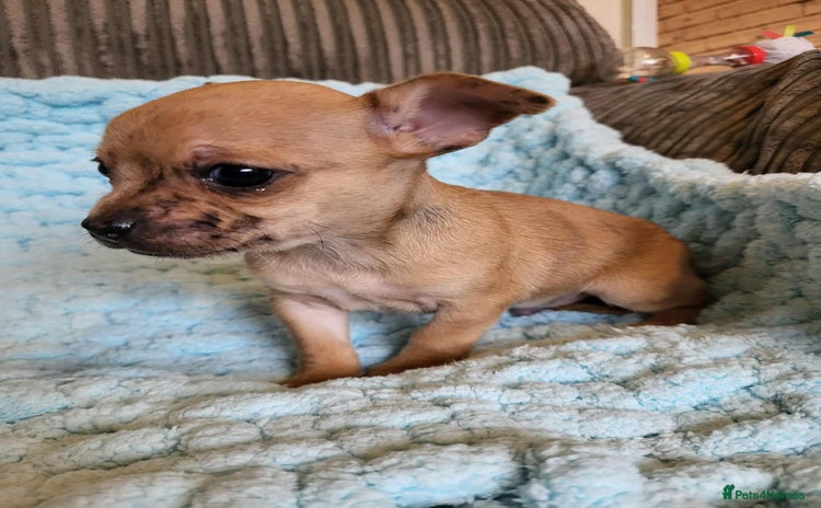 Chihuahua dogs - Advert 6