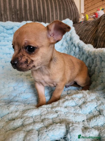 Chihuahua dogs - Advert 6