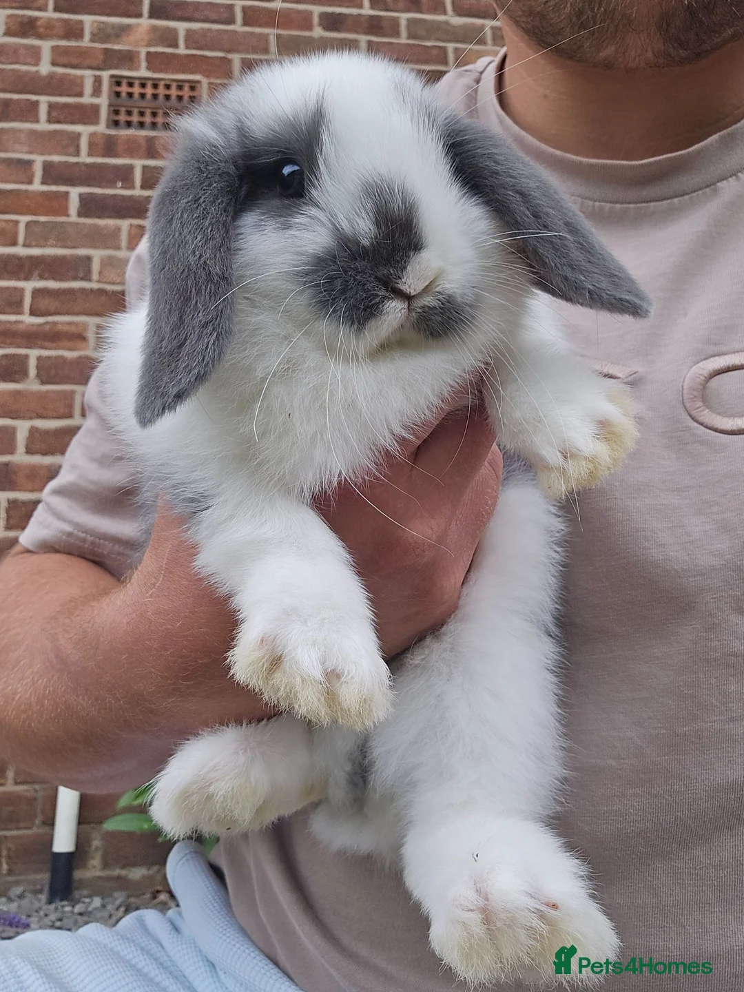 Mini Lop rabbits for sale: Mini Lops **2x boys left** - Advert 2