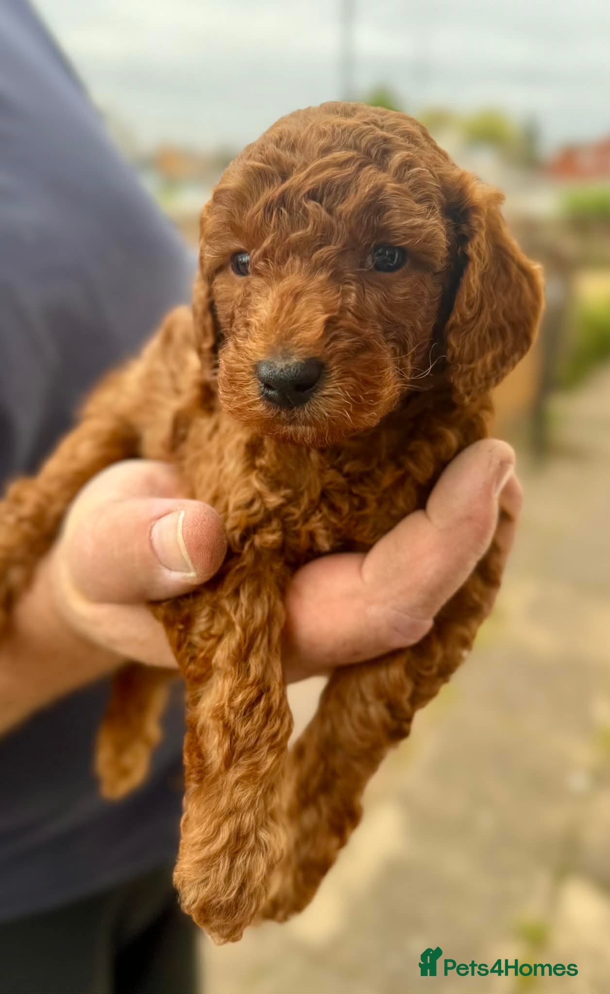 Mixed Breed dogs 1 RED BOY AVAILABLE TOY X MINIATURE POODLE PUPPIES - Advert 6
