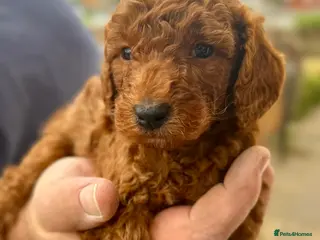 Mixed Breed dogs 1 RED BOY AVAILABLE TOY X MINIATURE POODLE PUPPIES - Advert 6