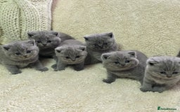 British Shorthair cats for sale: BRITISH SHORTHAIR KITTENS  - Image 1