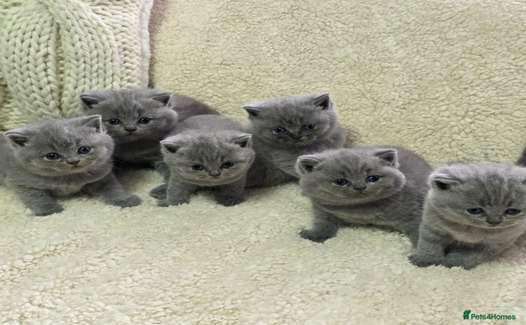 British Shorthair cats - Advert 15