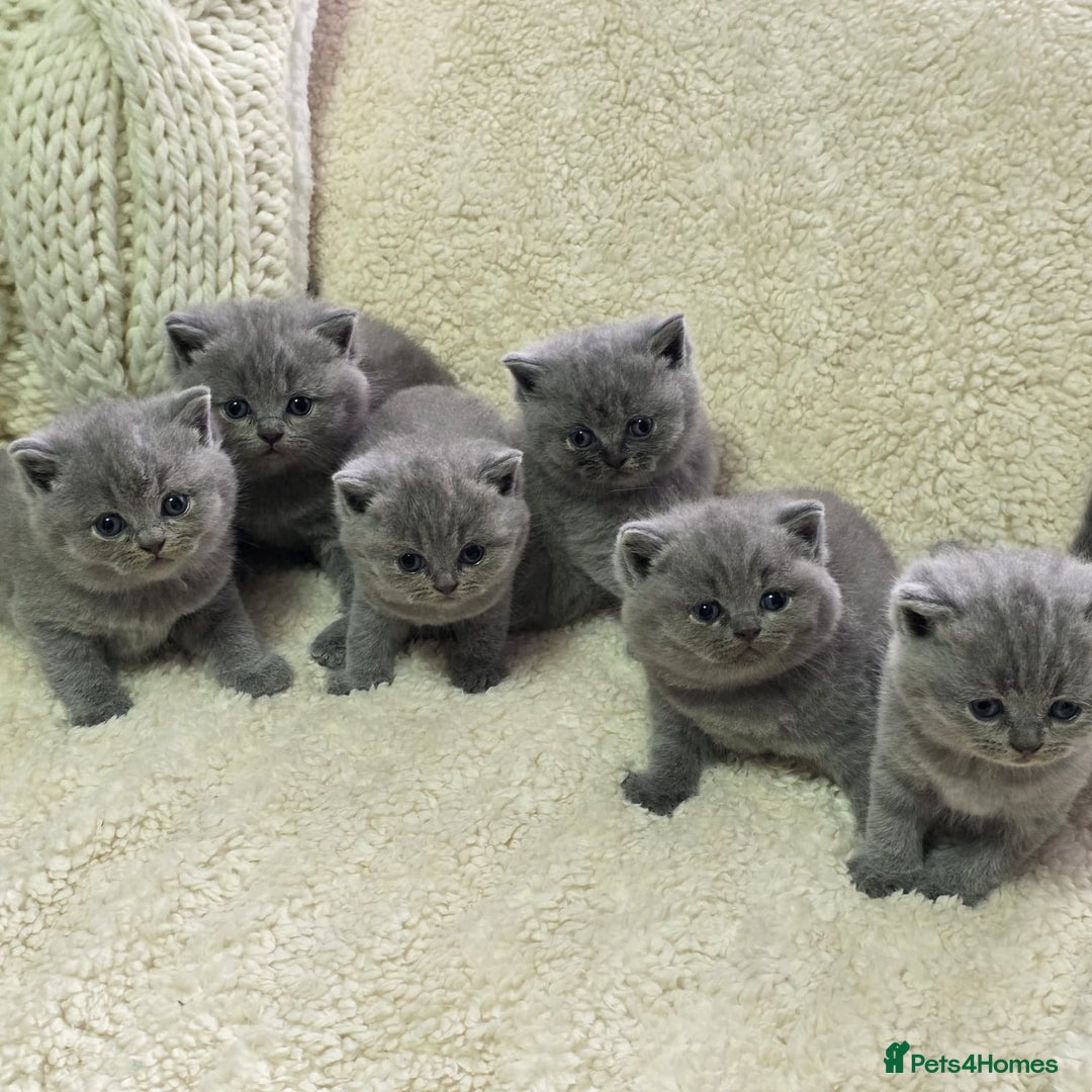 British Shorthair cats for sale: BRITISH SHORTHAIR KITTENS  - Image 1