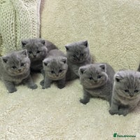 British Shorthair cats - Advert 14