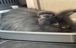 Angora rabbits for sale: Stunning full face angora  - Image 3