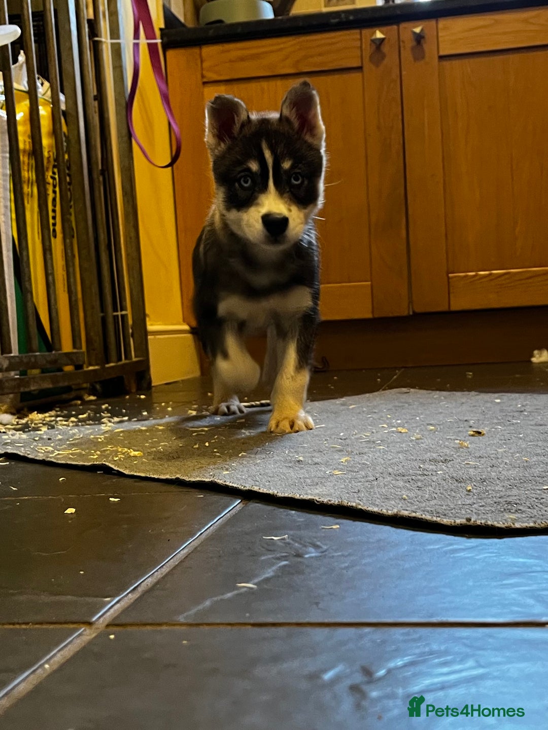 Siberian Husky dogs for sale: Stunning Husky Puppies - Advert 11