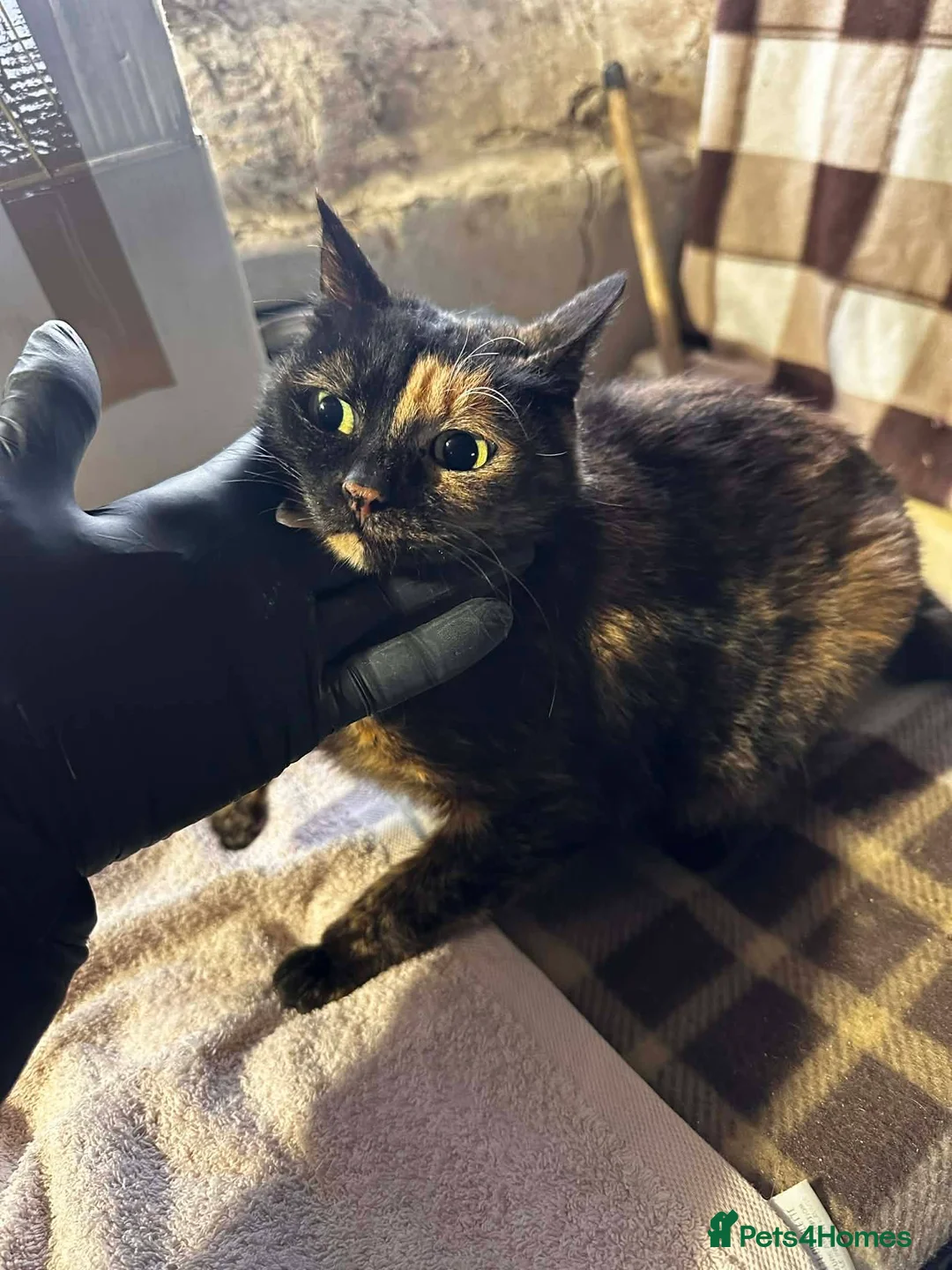 Mixed Breed cats for adoption: Emilie for adoption - Advert 2