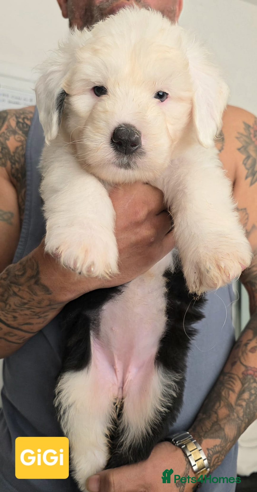 Old English Sheepdog dogs for sale: Stunning OES Puppies  - Advert 13
