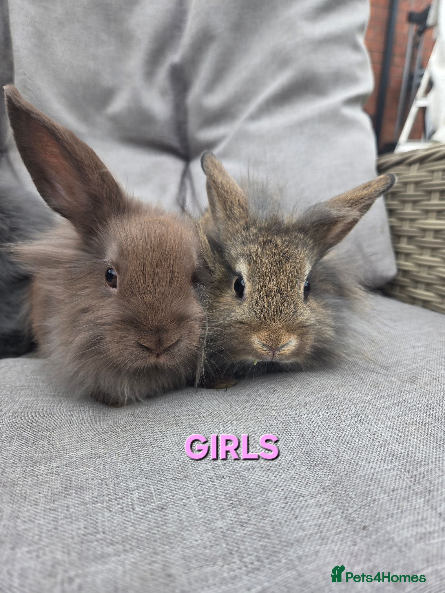 Lionhead rabbits Lion-lop Babies LAST GIRL LEFT VERY TAME🩷🩷🩷🩵 - Advert 1