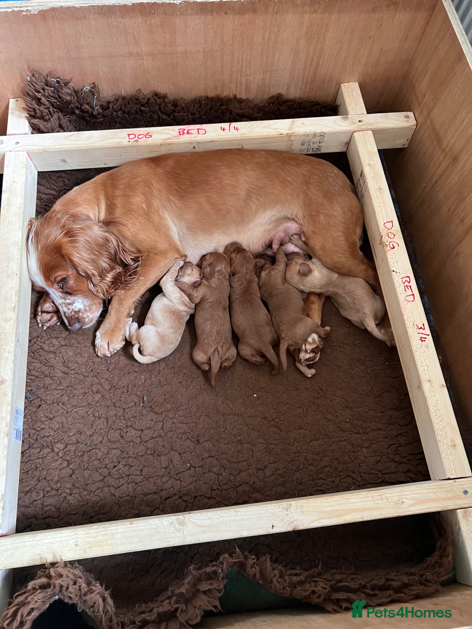 Cockapoo dogs Stunning F1B cockapoo puppies - Advert 17