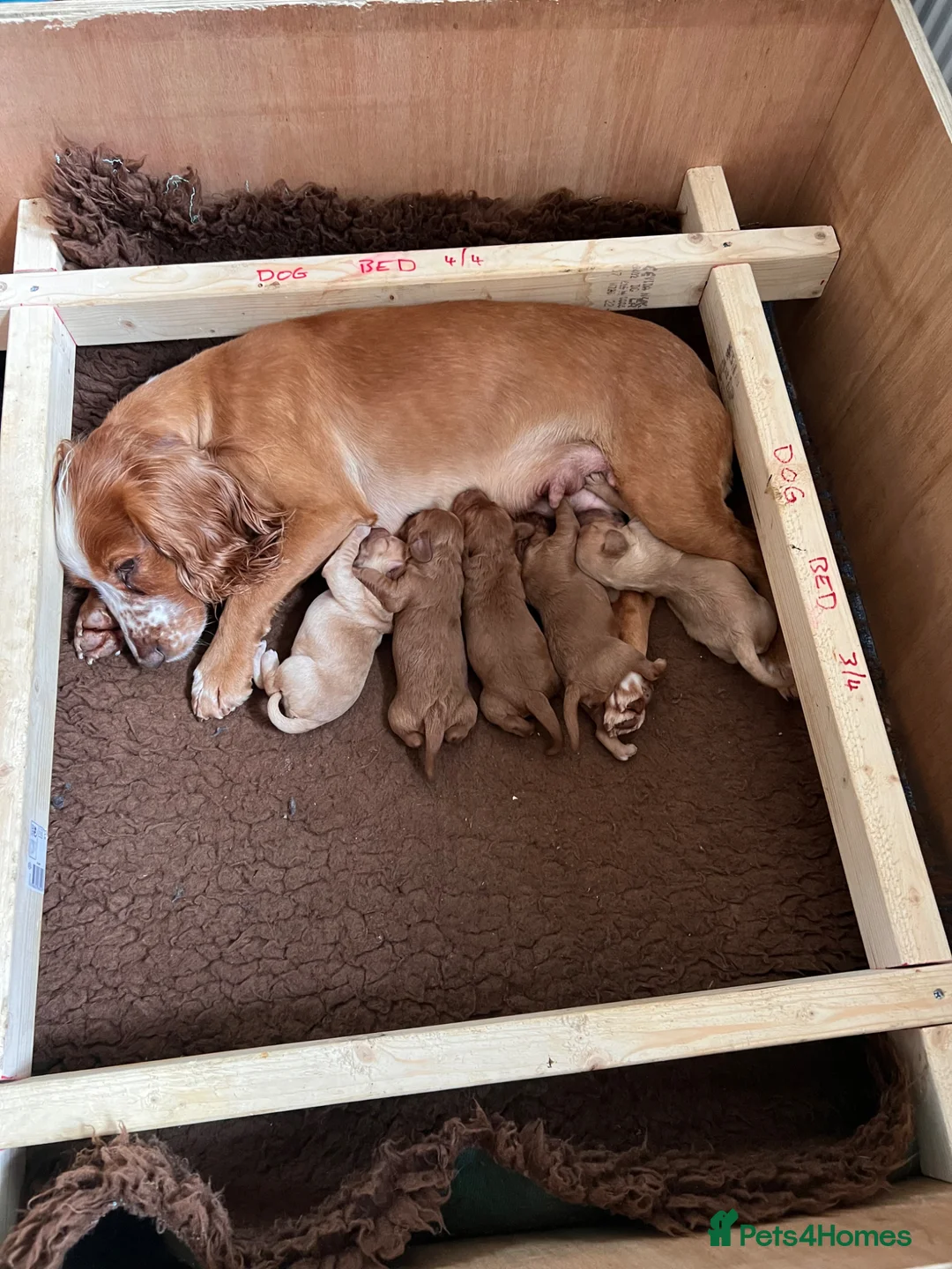 Cockapoo dogs for sale: Stunning cockapoo puppies - Advert 2
