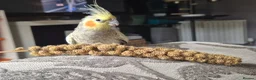 Cockatiels birds for sale: Single male cockatiel for sale  - Advert 4