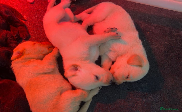 Labrador Retriever dogs - Advert 1