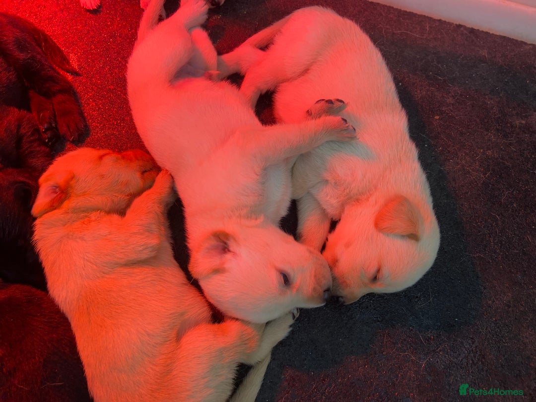 Labrador Retriever dogs for sale: Labrador pups  - Image 1