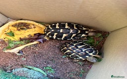 Hermann Tortoise reptiles for sale: Two Dwarf Hermann Tortoises & full set-up - Image 1