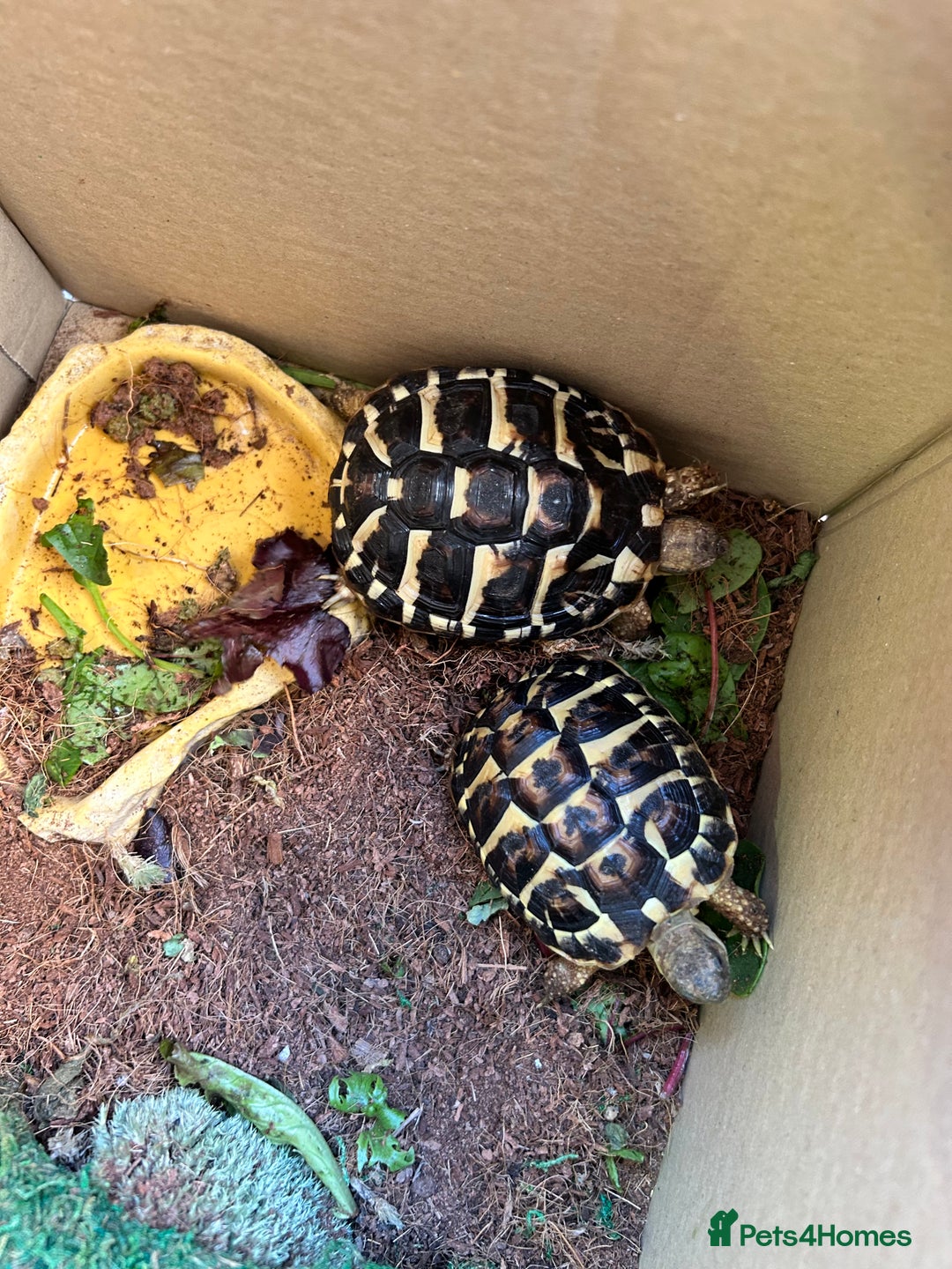 Hermann Tortoise reptiles for sale: Two Dwarf Hermann Tortoises & full set-up - Image 1