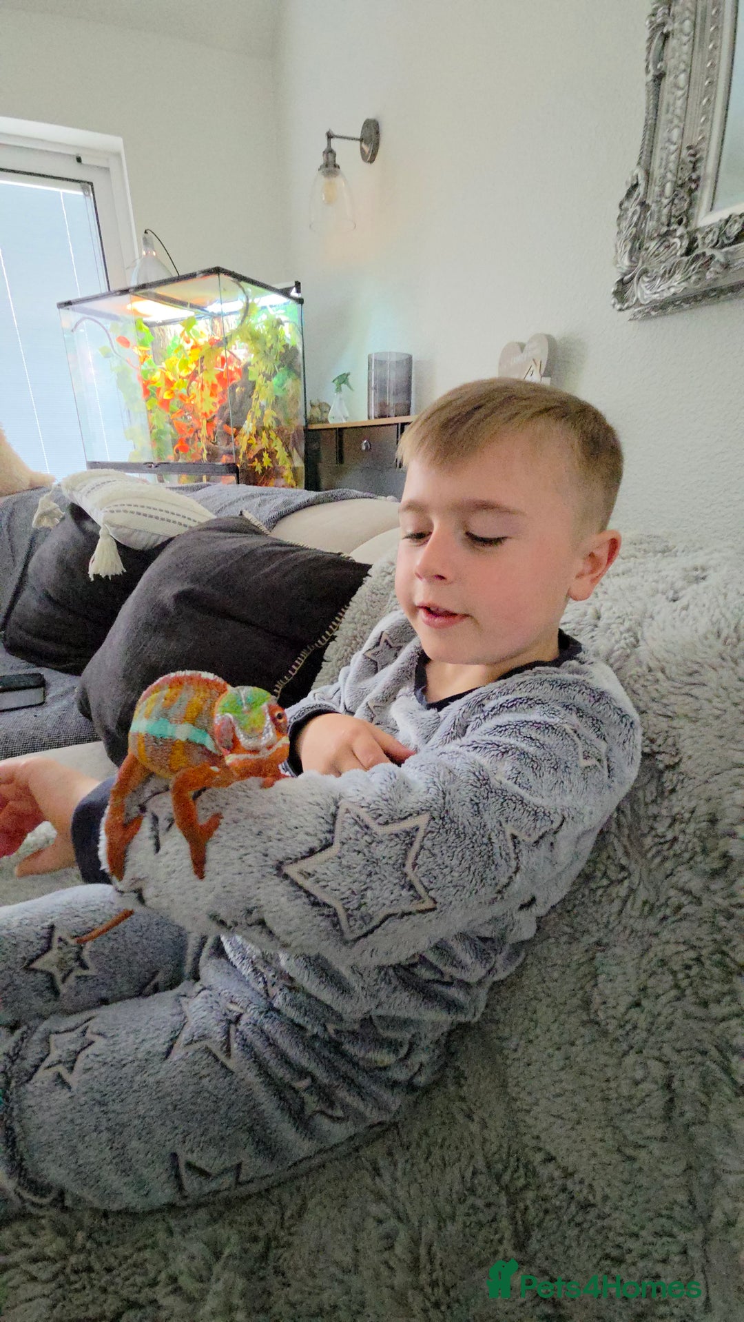 Chameleon reptiles for sale: PANTHER CHAMELEON URGENT NEW HOME - Image 1