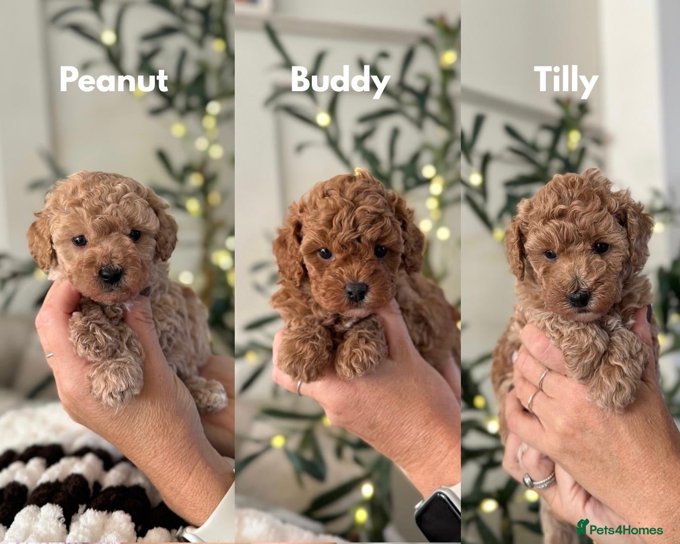 Cavapoo dogs 5*Beautiful Health tested F2b Cavapoo Puppies  - Advert 1