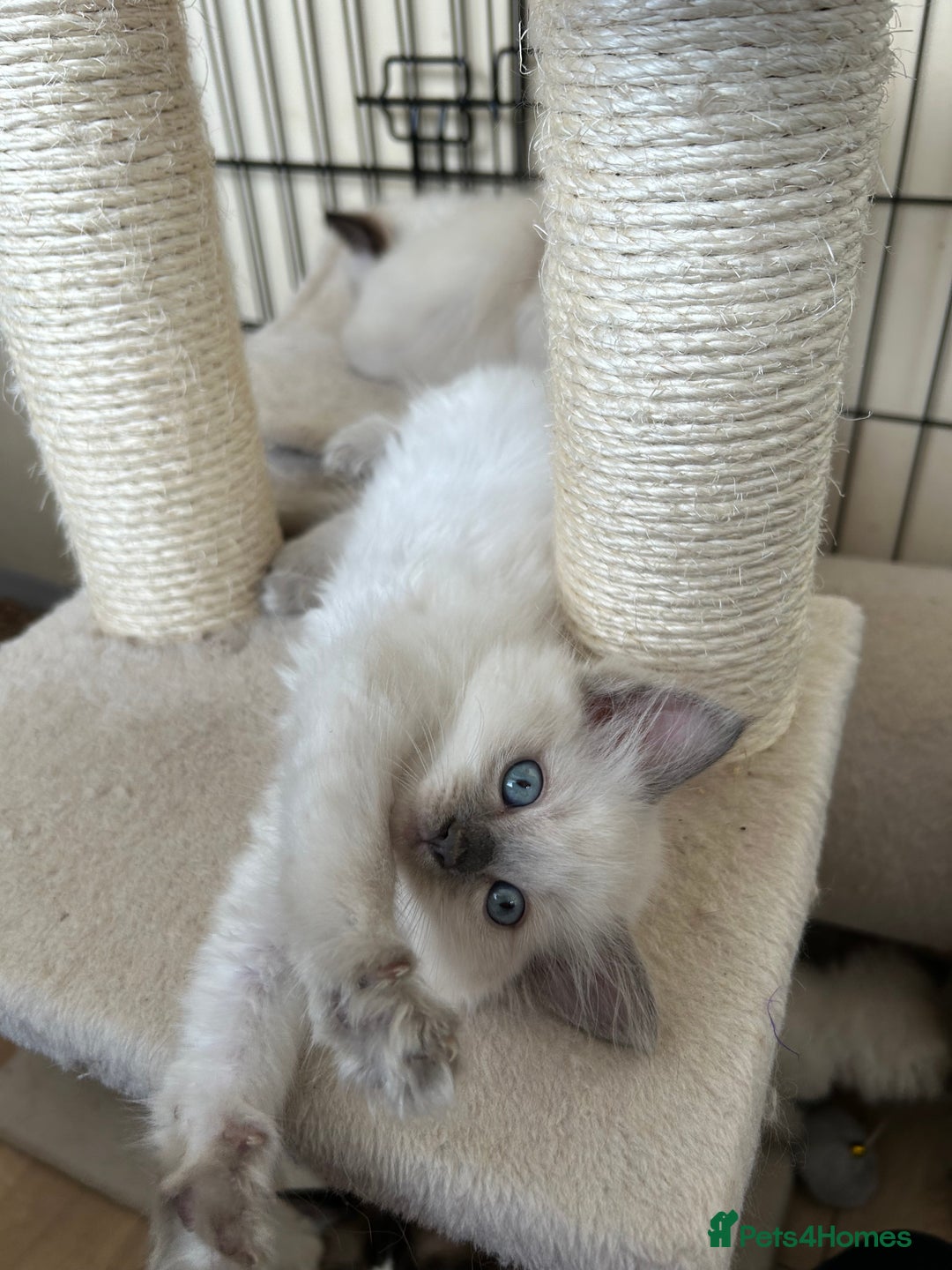 Ragdoll cats for sale: Ragdoll kittens - Image 4