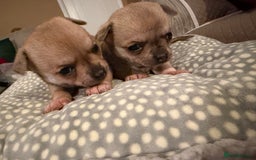 Chihuahua dogs for sale: Brother and sister Chihuahua - Advert 9