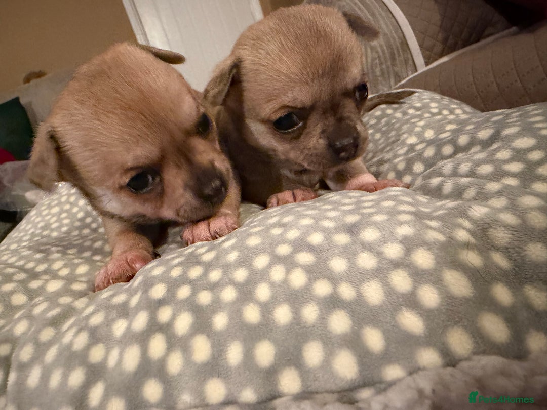 Chihuahua dogs for sale: Brother and sister Chihuahua - Advert 9