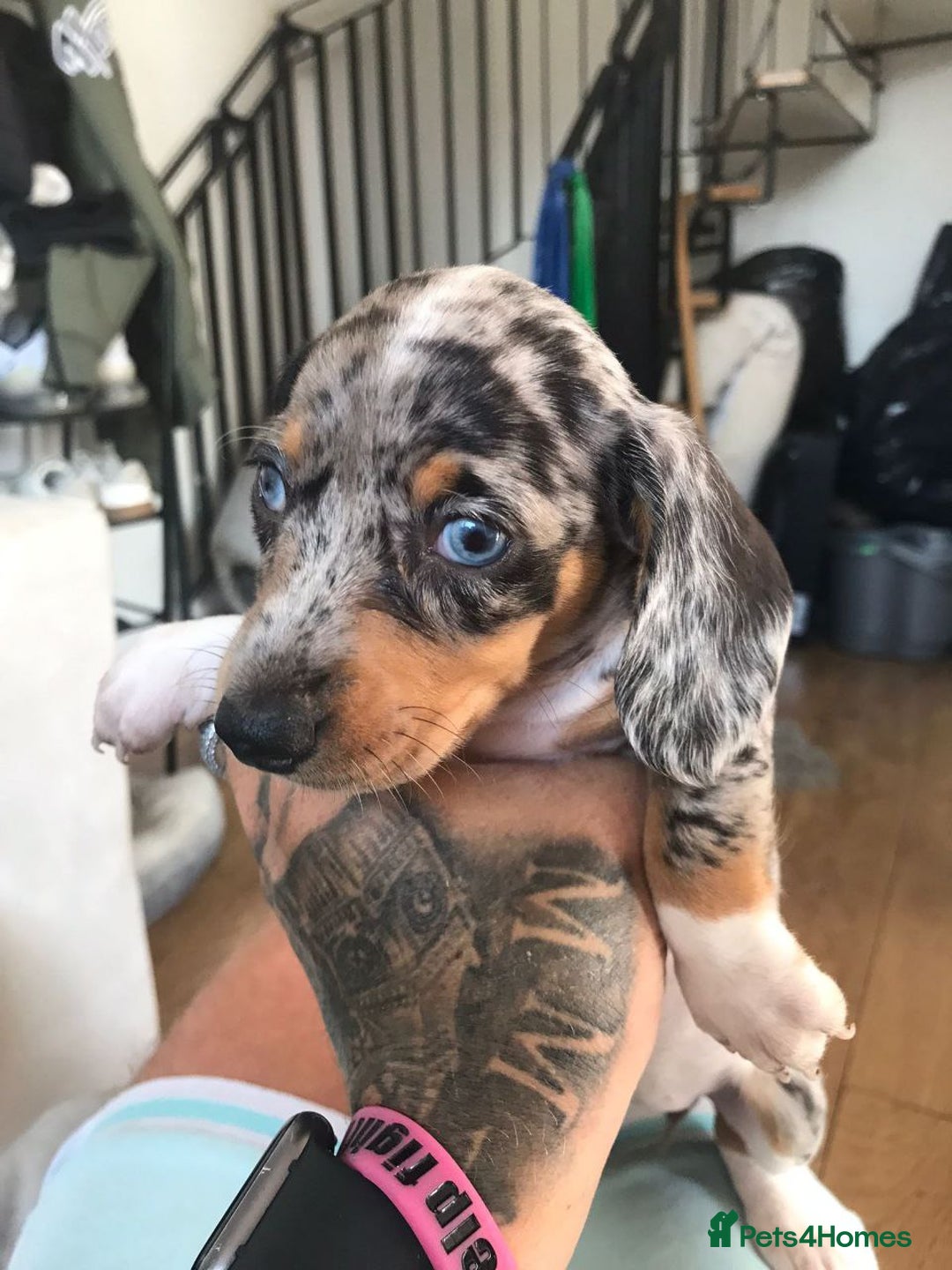 Miniature Dachshund dogs for sale: STUNNING MINIATURE DACHSHUND PUPPIES FOR SALE - Image 16