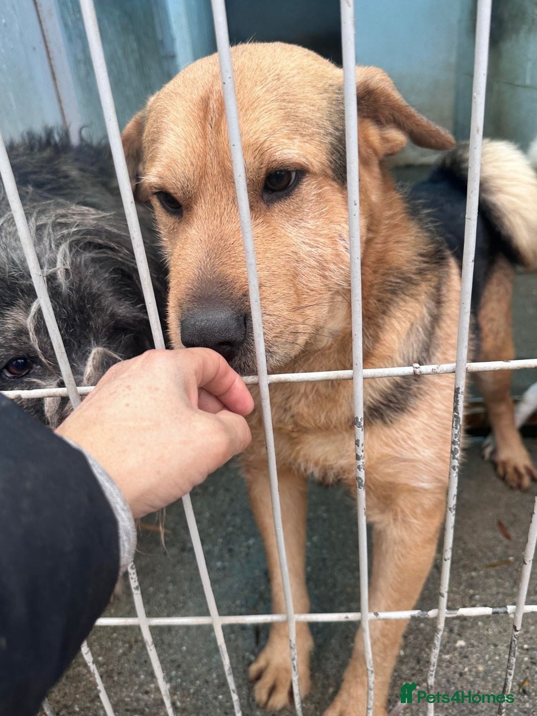 Mixed Breed dogs for adoption: 🐾💛 CAMIL - a Gentle Boy with a Heart of Gold💛🐾 - Image 7