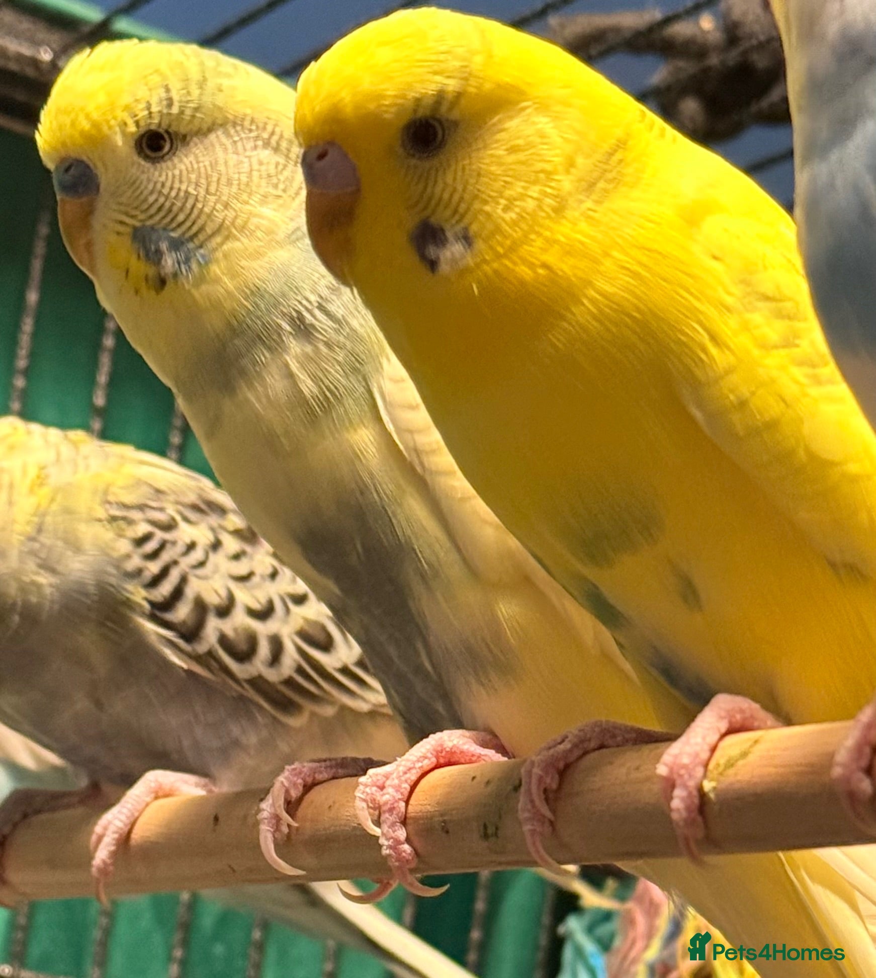 Budgerigars birds Pair of Beautiful bonded young  budgies available  - Advert 2