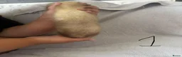 Ferret rodents for sale: Stunning part angora kits for sale in Cardiff - Advert 4