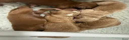 Cockapoo dogs for sale: 🐾 COCKAPOO PUPPIES DUE 6TH SEPTEMBER 🐾 - Advert 8