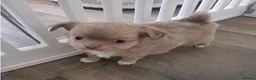 Chihuahua dogs for sale: 3 beautiful chunky boy chihuahua pups - Advert 2