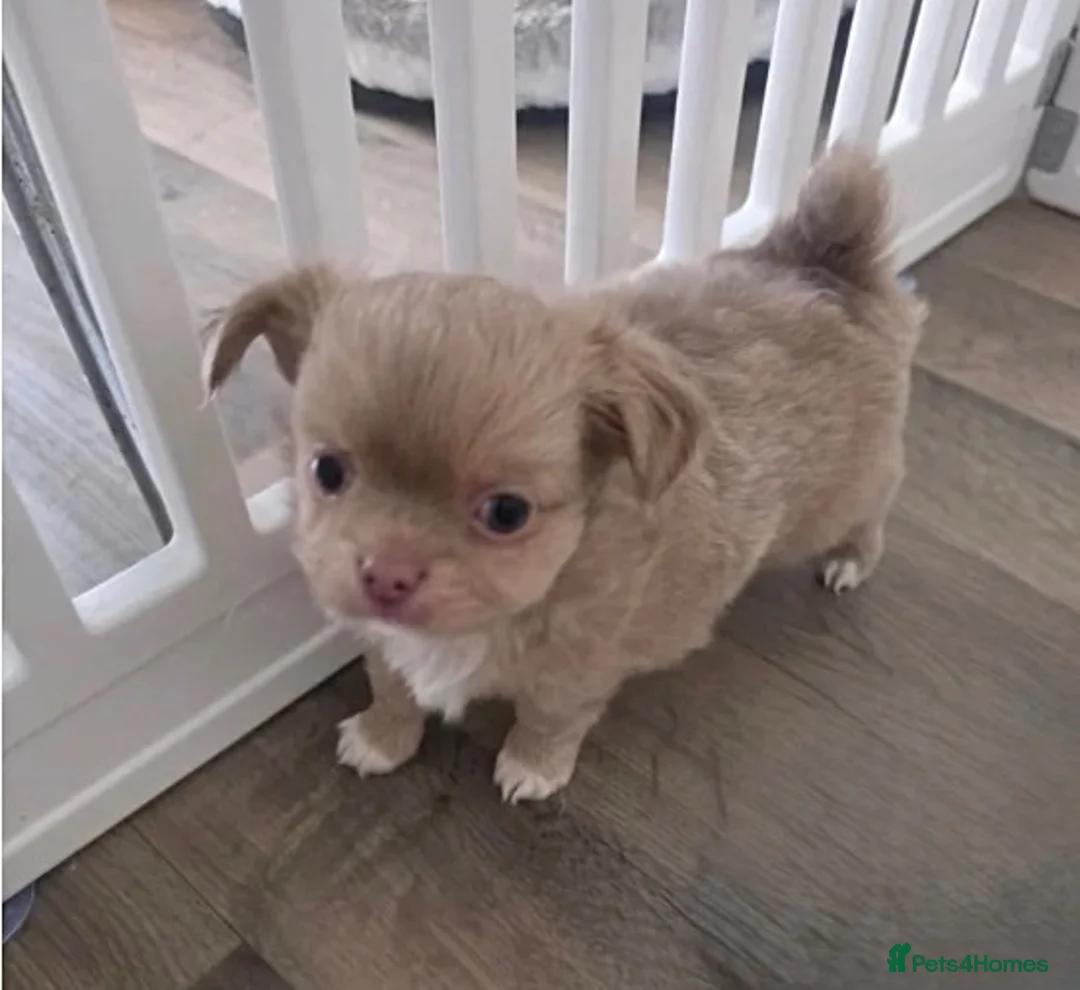Chihuahua dogs for sale: 3 beautiful chunky boy chihuahua pups - Advert 2