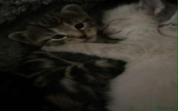 Ragdoll cats for sale: Stunning Rgdoll mix kittens !!!  - Image 6