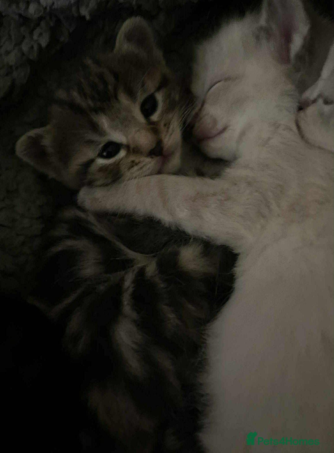 Ragdoll cats for sale: Stunning Rgdoll mix kittens !!!  - Image 6