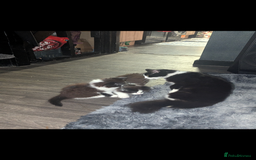 British Shorthair cats for sale: Beautiful playful kittens - Image 11