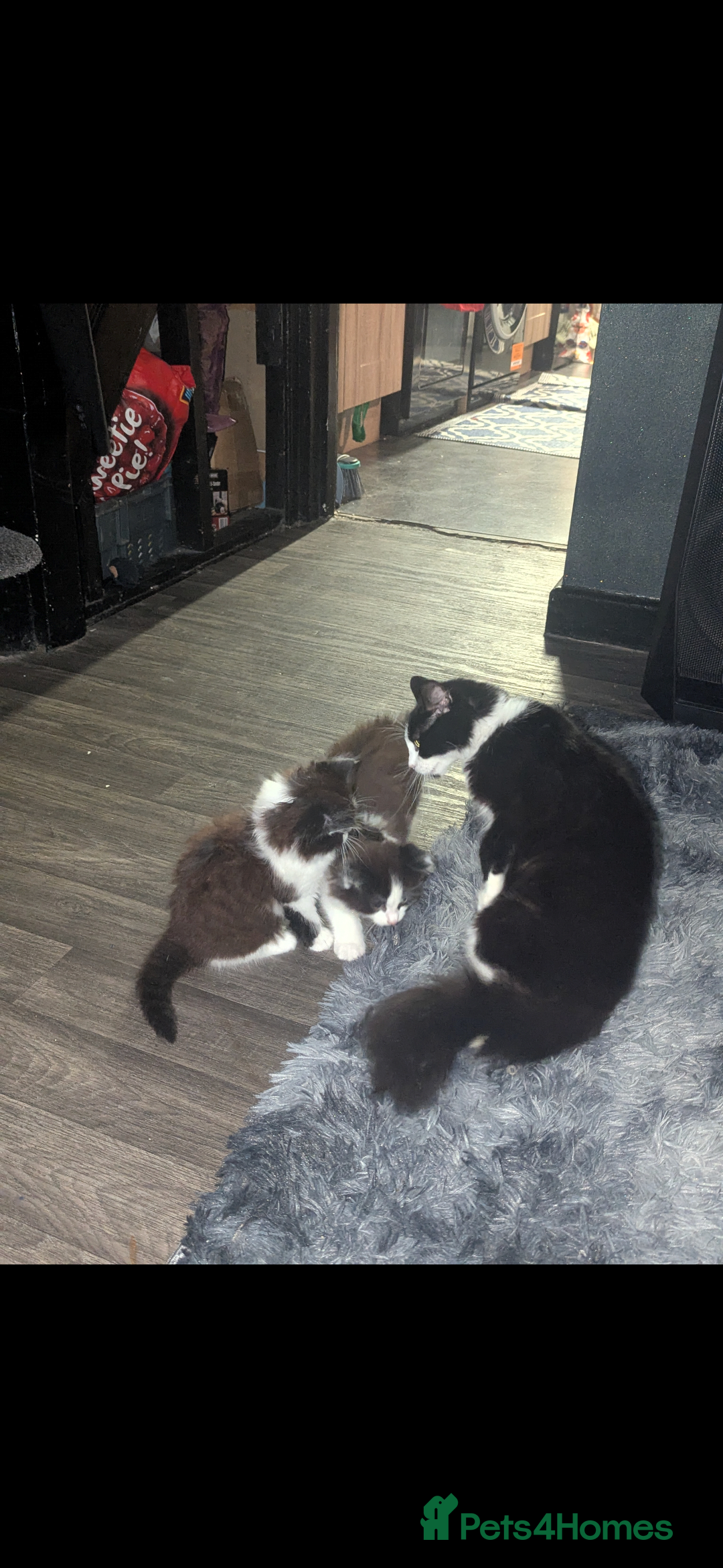 British Shorthair cats for sale: Beautiful playful kittens - Image 11