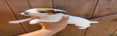 Jack Russell 4