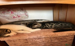Maine Coon cats for sale: Fluffy female white black tabby male - Image 8
